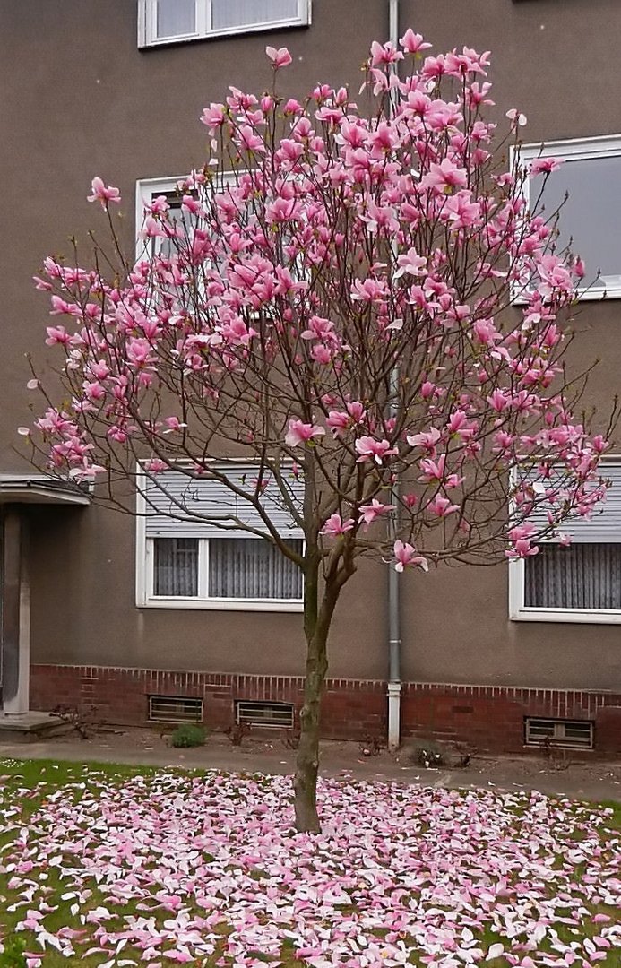 Die Blüte geht schon zu Ende.