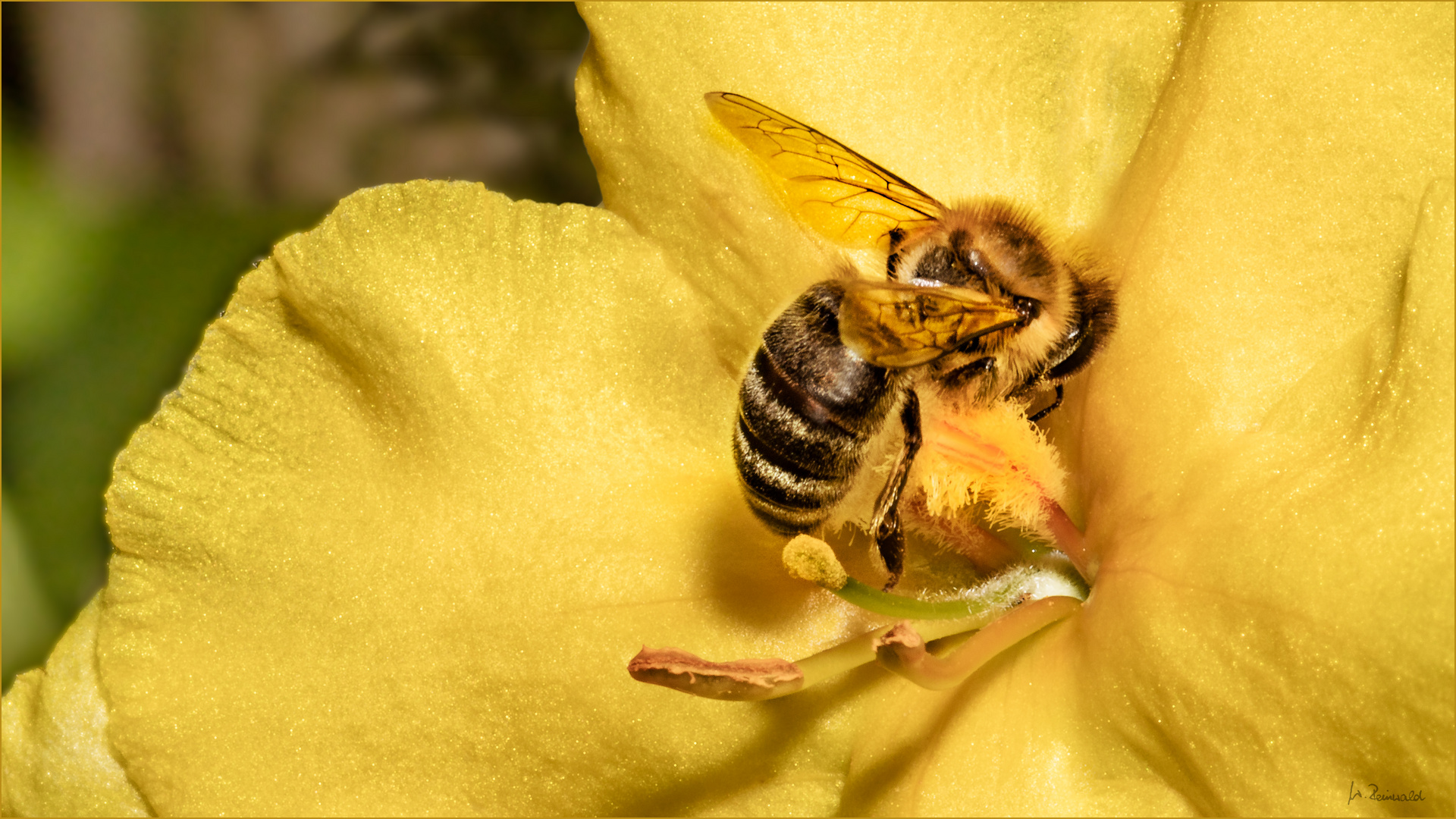 Die Blüte habe ich nicht gekannt ;o)))))