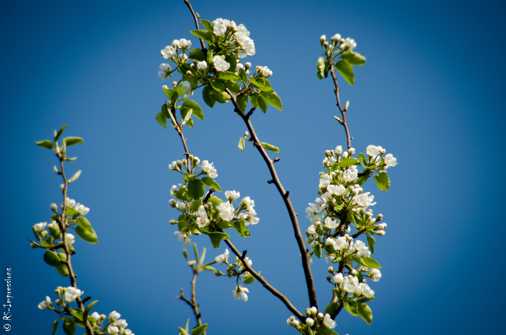 Die Blüte hat begonnen.....