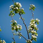 Die Blüte hat begonnen.....