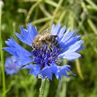 Die Blüte hat Besuch