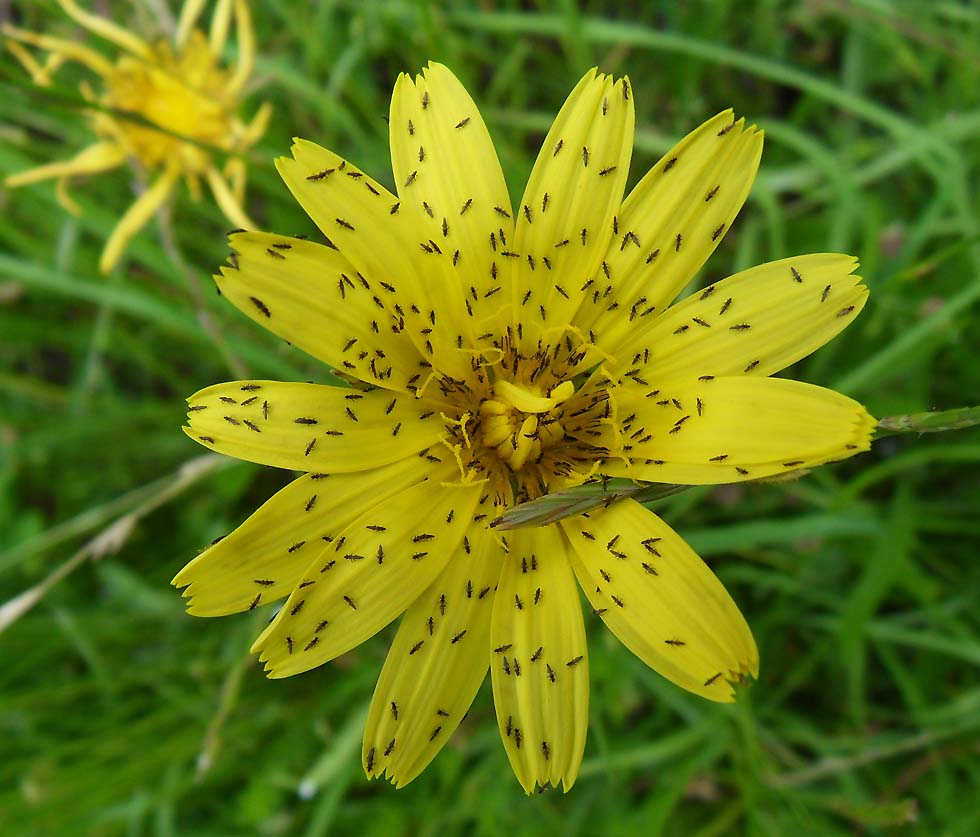 Die Blüte hat ein "Muster"