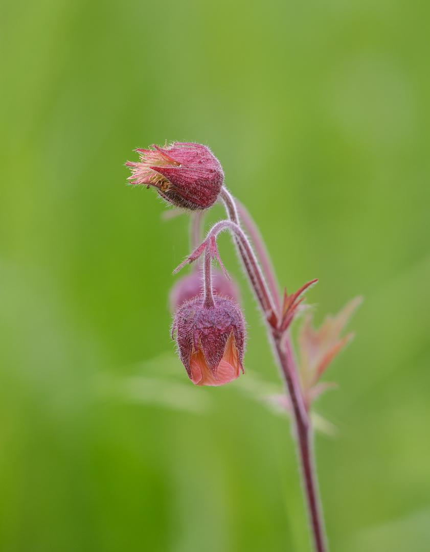 Die Blüte hat mir gefallen ...