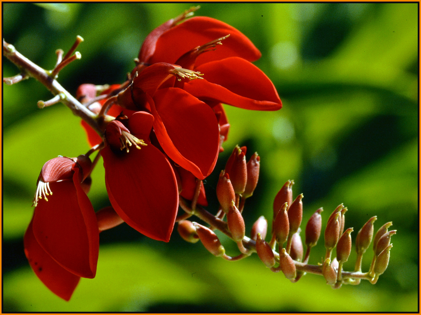 Die Blüte hat sich geöffnet