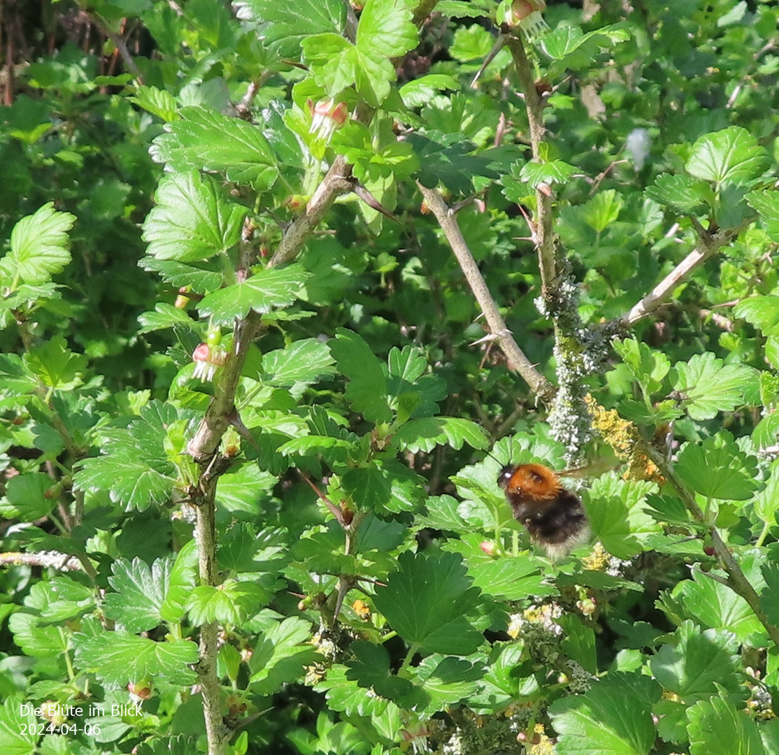 Die Blüte im Blick