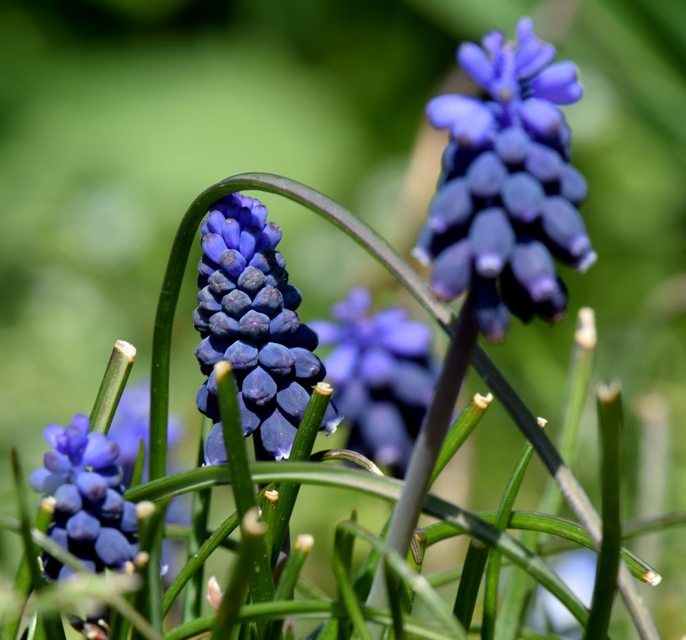 Die Blüte im Bogen