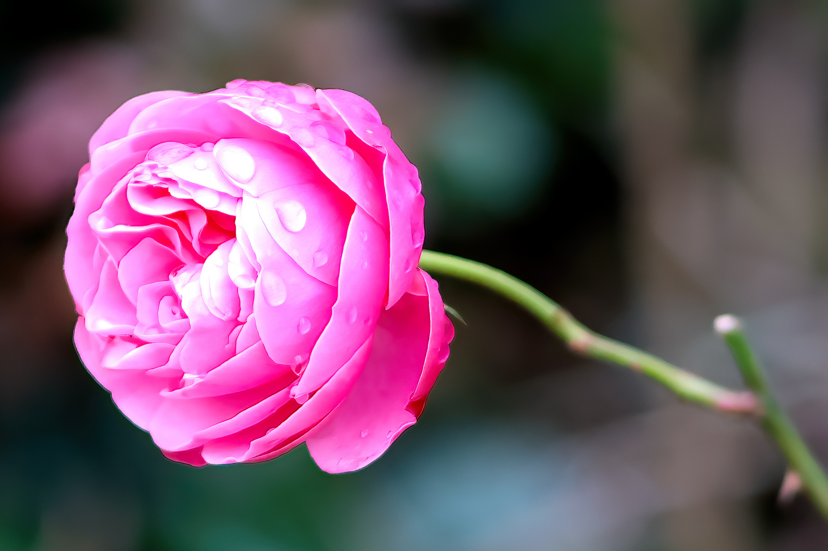 die Blüte im Dezember