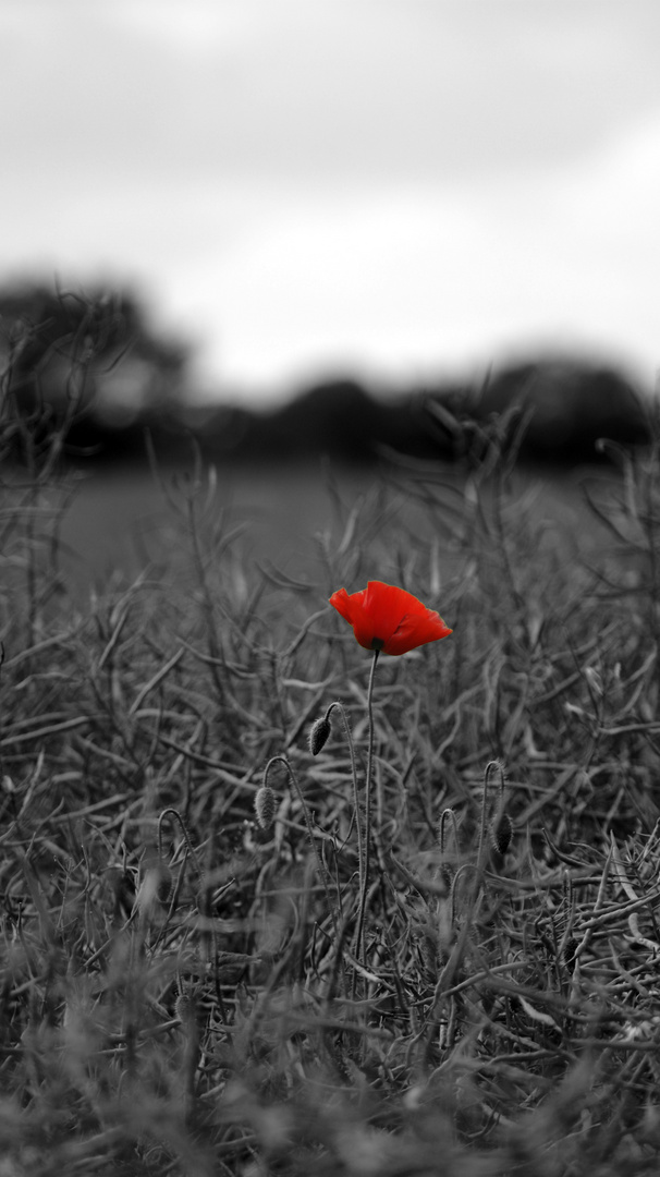 Die Blüte im grauen