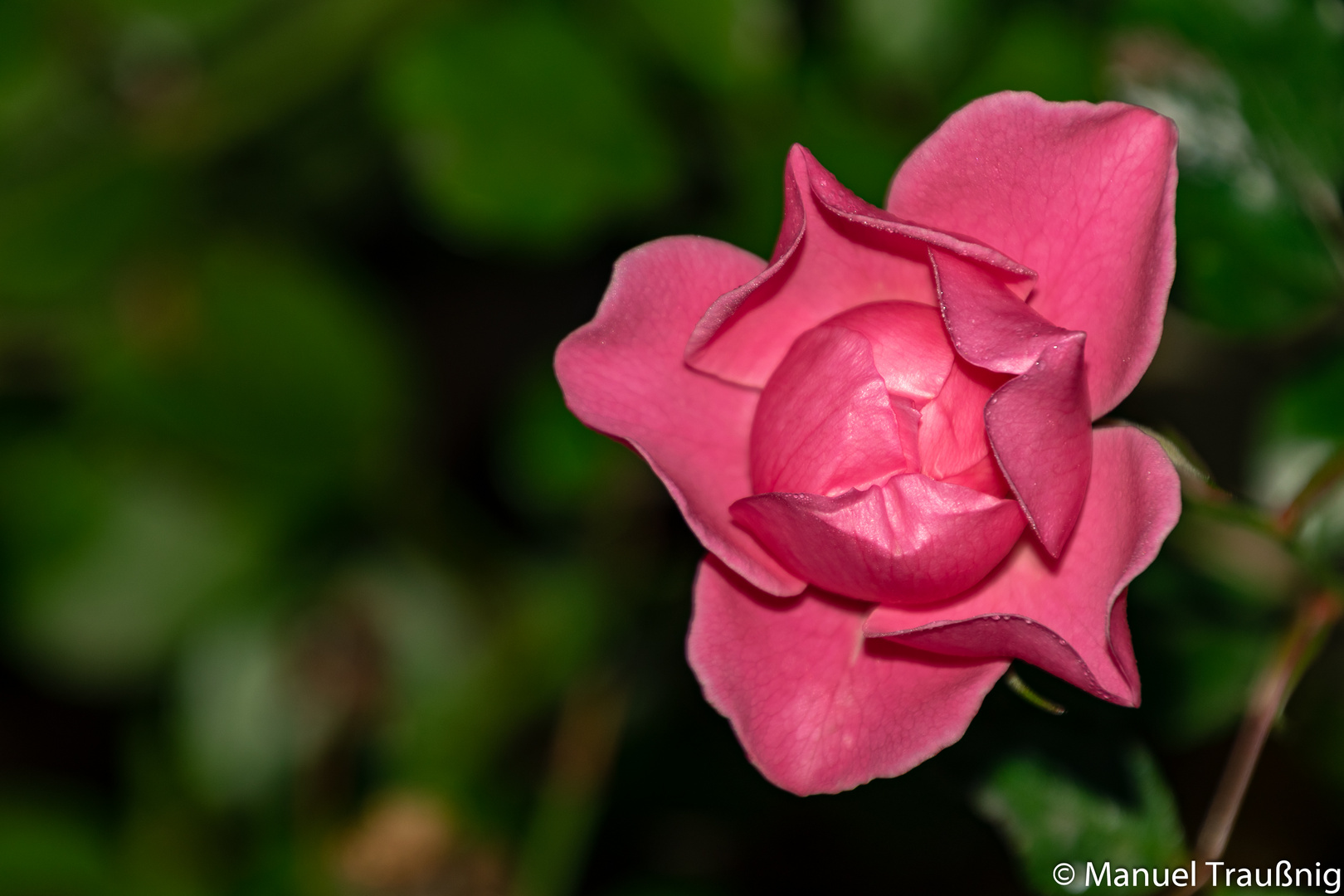 Die Blüte im Herbst