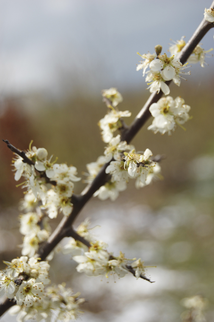 die Blüte im Schnee