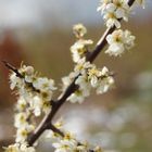 die Blüte im Schnee