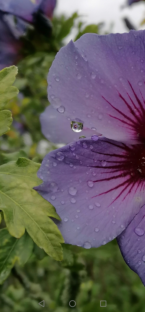 Die Blüte im Tropfen 