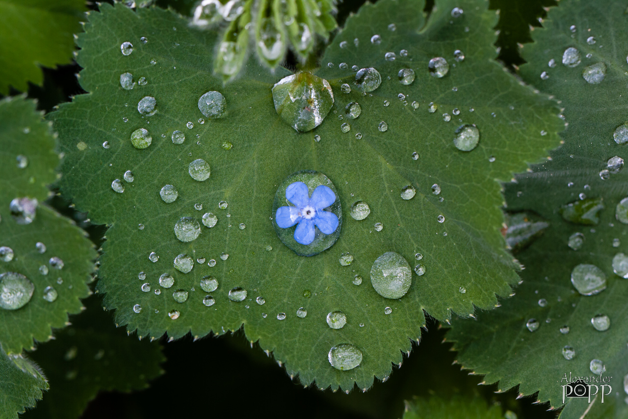 Die Blüte im Tropfen