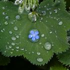 Die Blüte im Tropfen