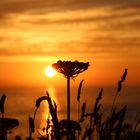 Die Blüte im Untergang