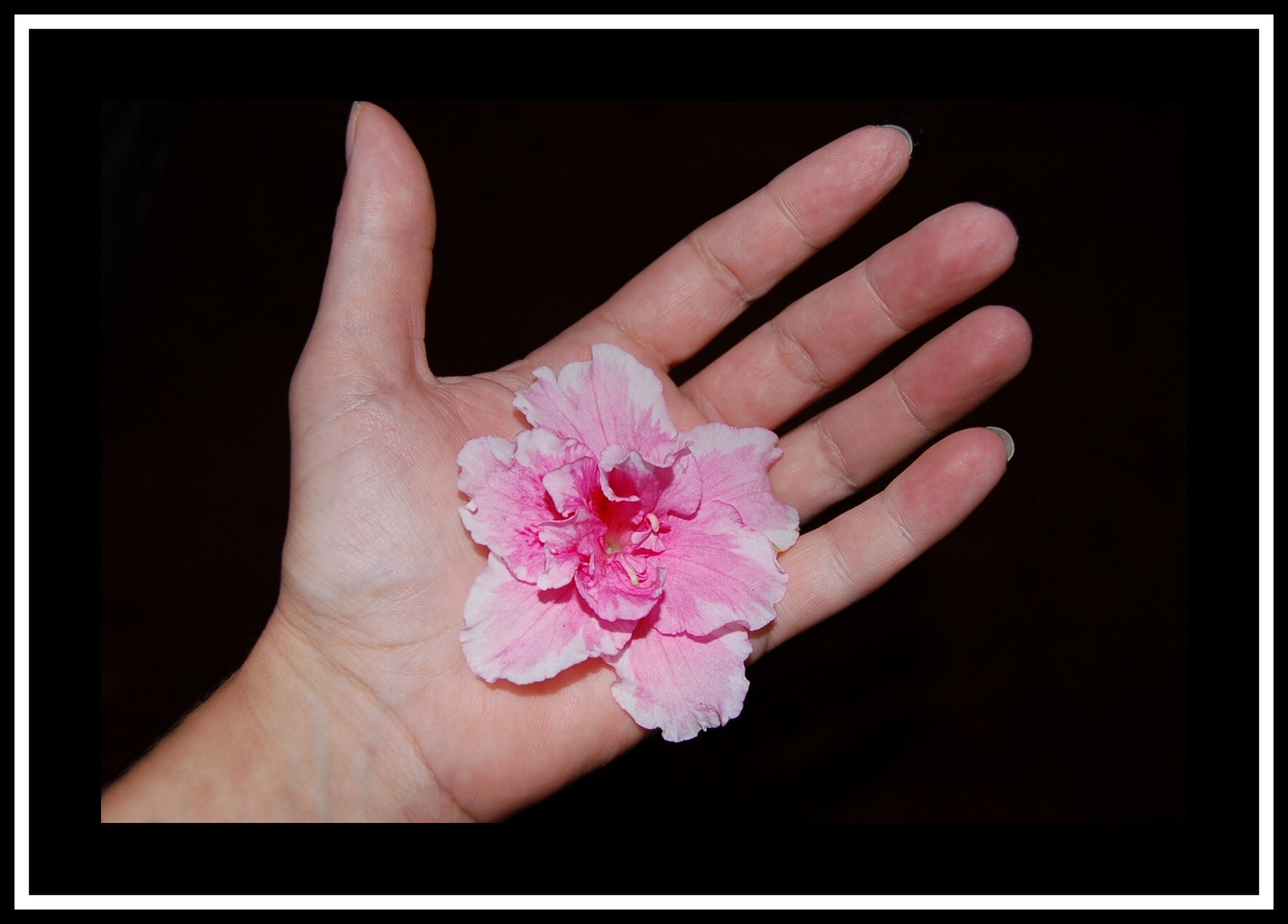 Die Blüte in der Hand