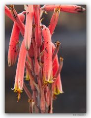 Die Blüte in der Trockenheit........