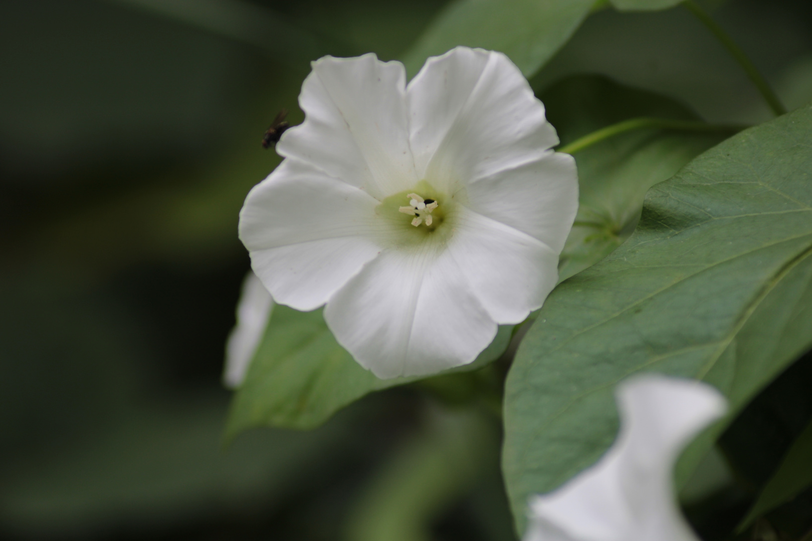 Die Blüte in farbe!