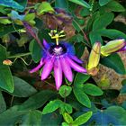 die blüte ist das lächeln der pflanze