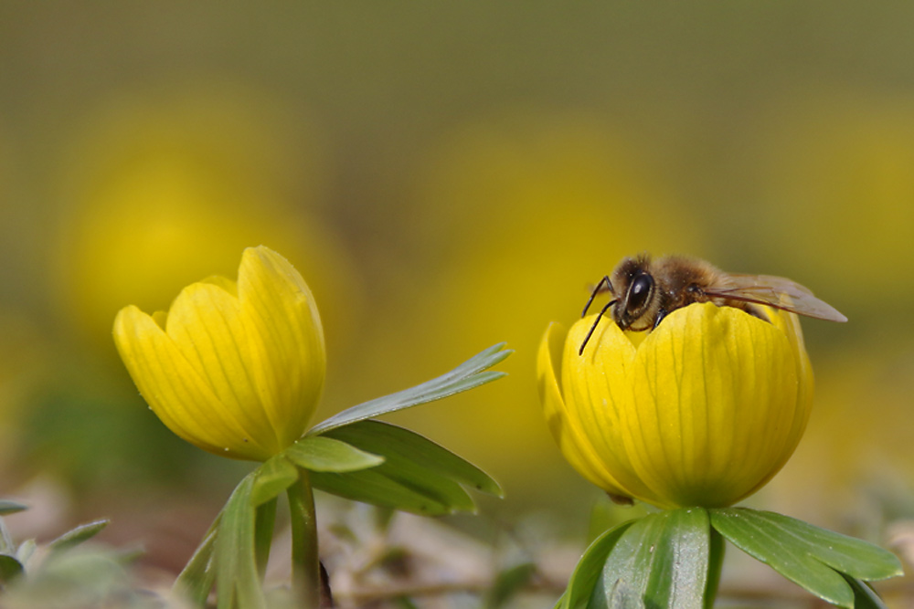 die Blüte ist voll.........