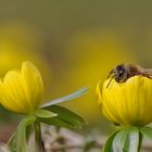 die Blüte ist voll.........