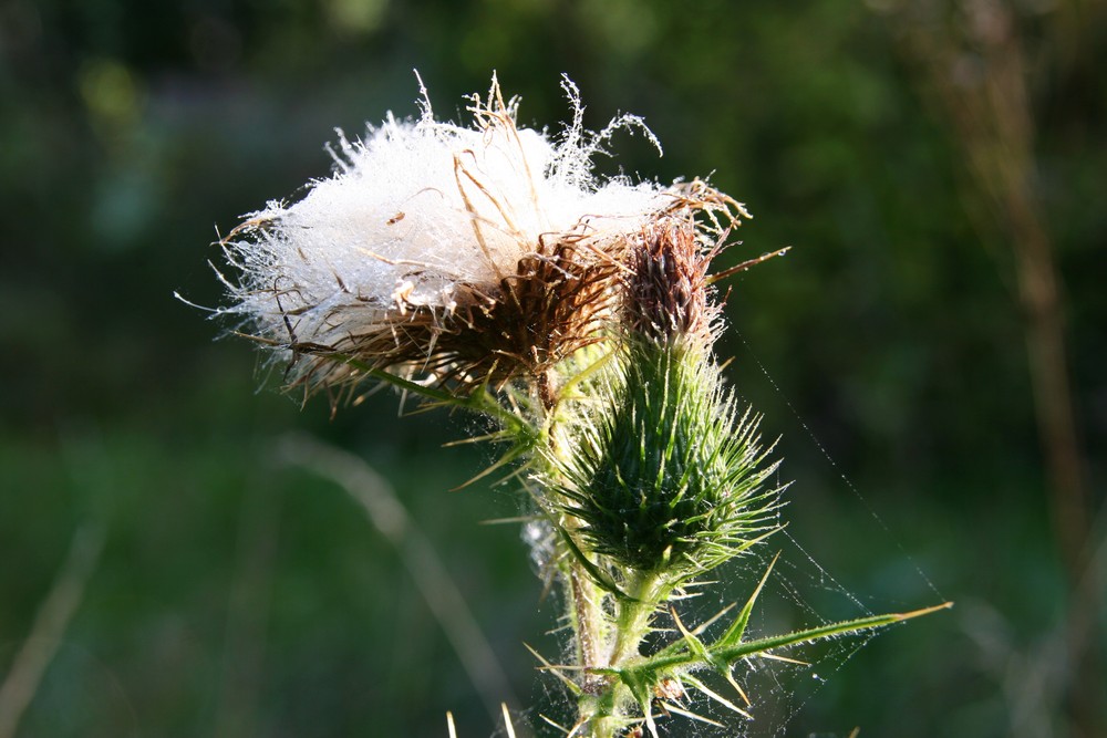 die Blüte ist vorbei