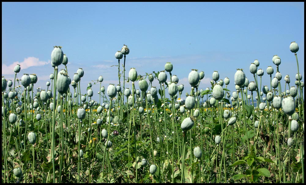 Die Blüte ist vorbei