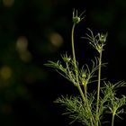 die Blüte kommt