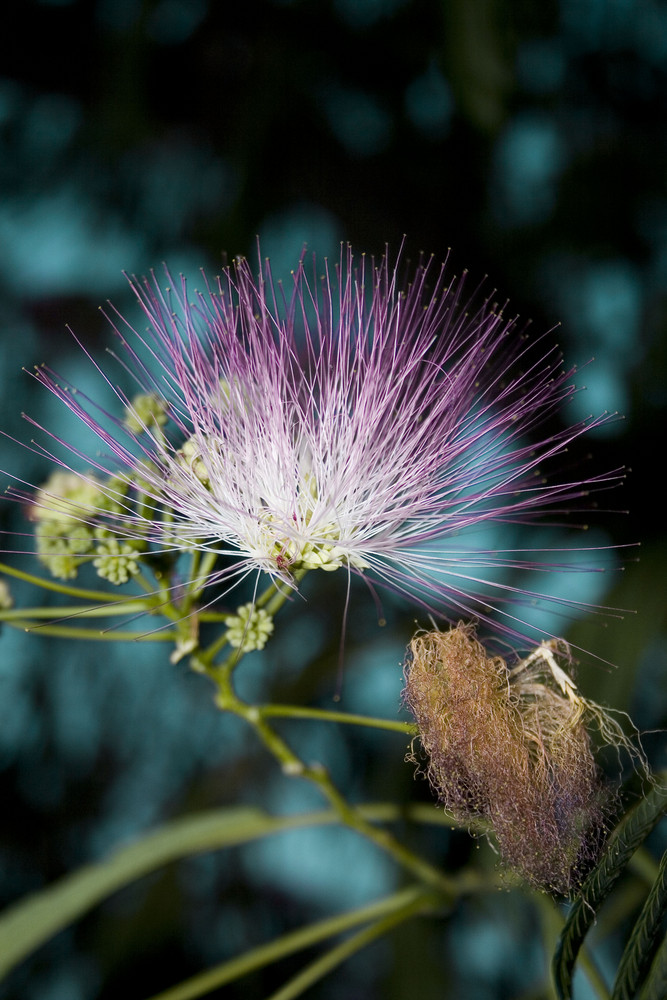 Die Blüte Kroatiens