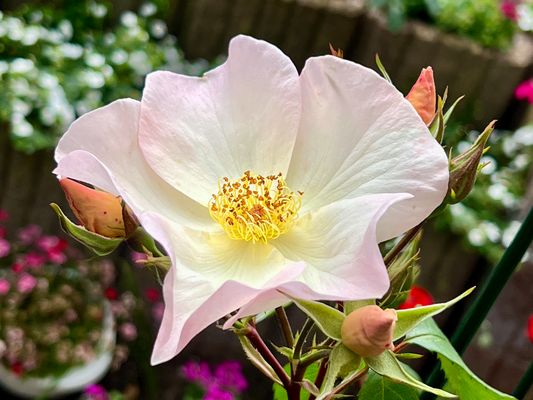 Die Blüte meiner Strauchrose Jacqueline du pres