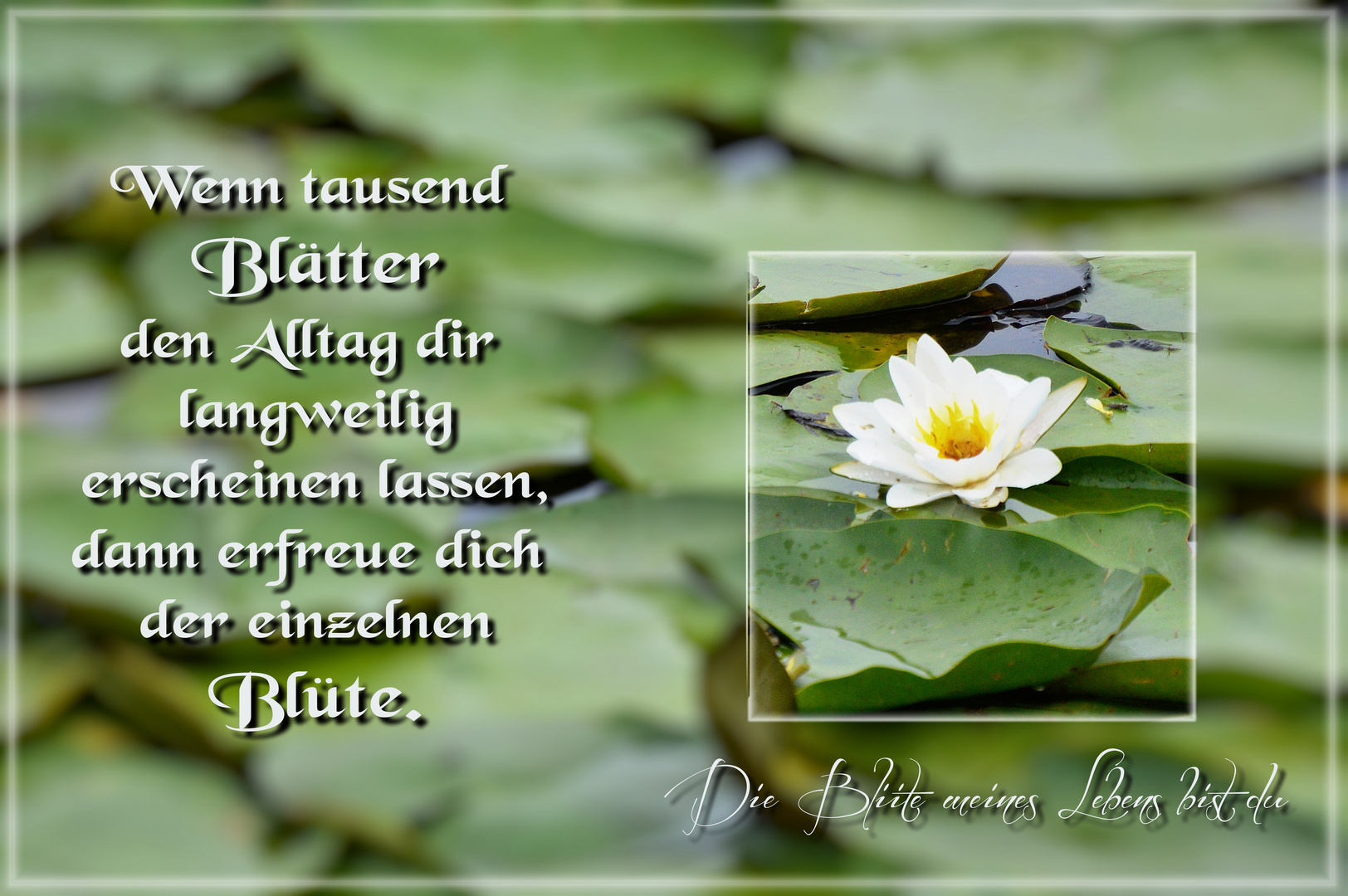 Die Blüte meines Lebens Foto & Bild pflanzen, pilze & flechten
