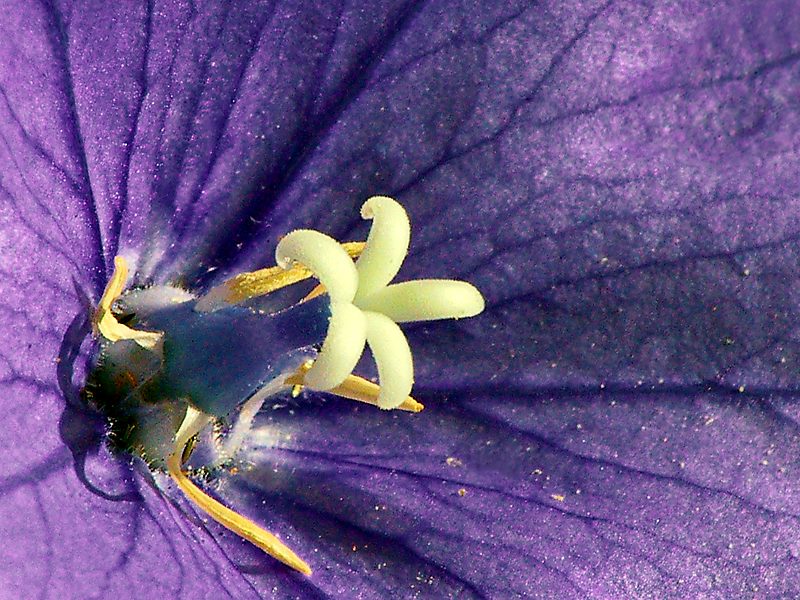 Die Blüte mit dem Knospennamen