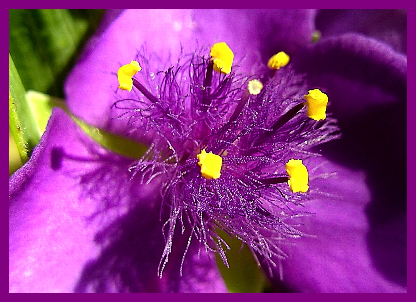 Die Blüte mit den gelben Herzen