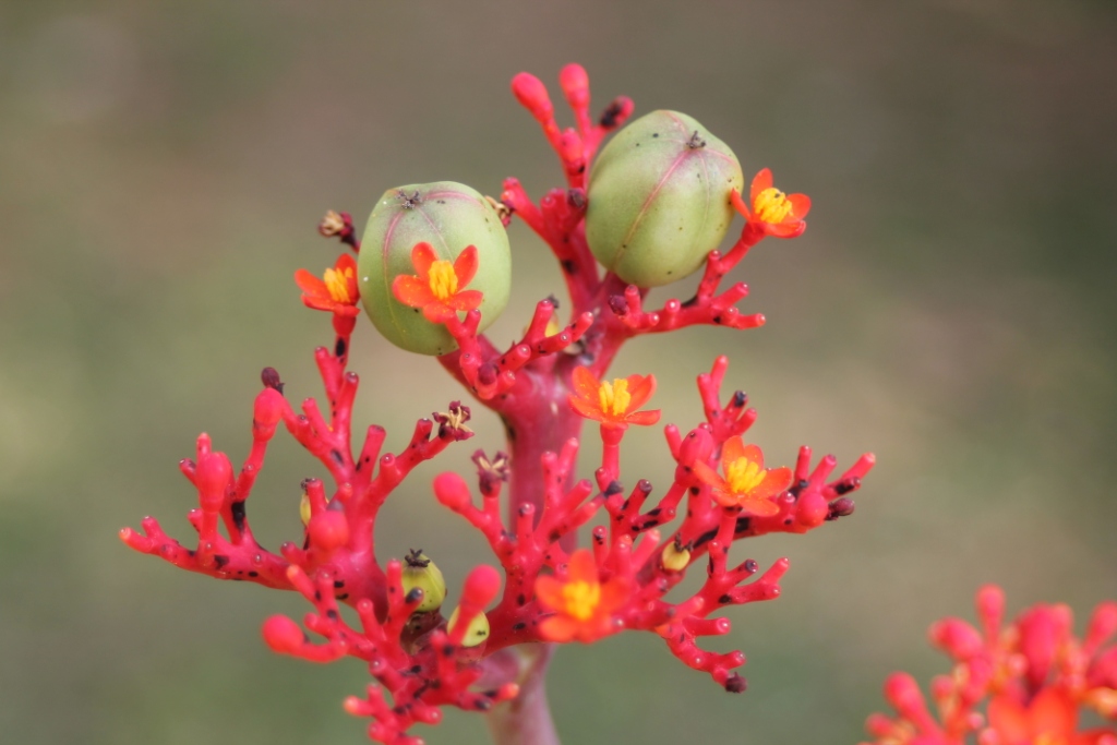 die Blüte mit Frucht " Rhababar von Guatemala"