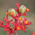 die Blüte mit Frucht " Rhababar von Guatemala"