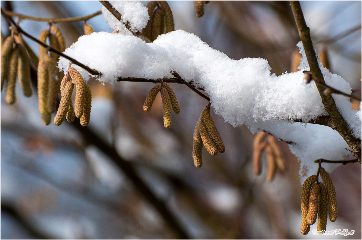 die Blüte mit Schneehäupchen....