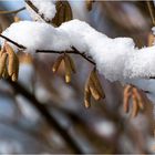 die Blüte mit Schneehäupchen....