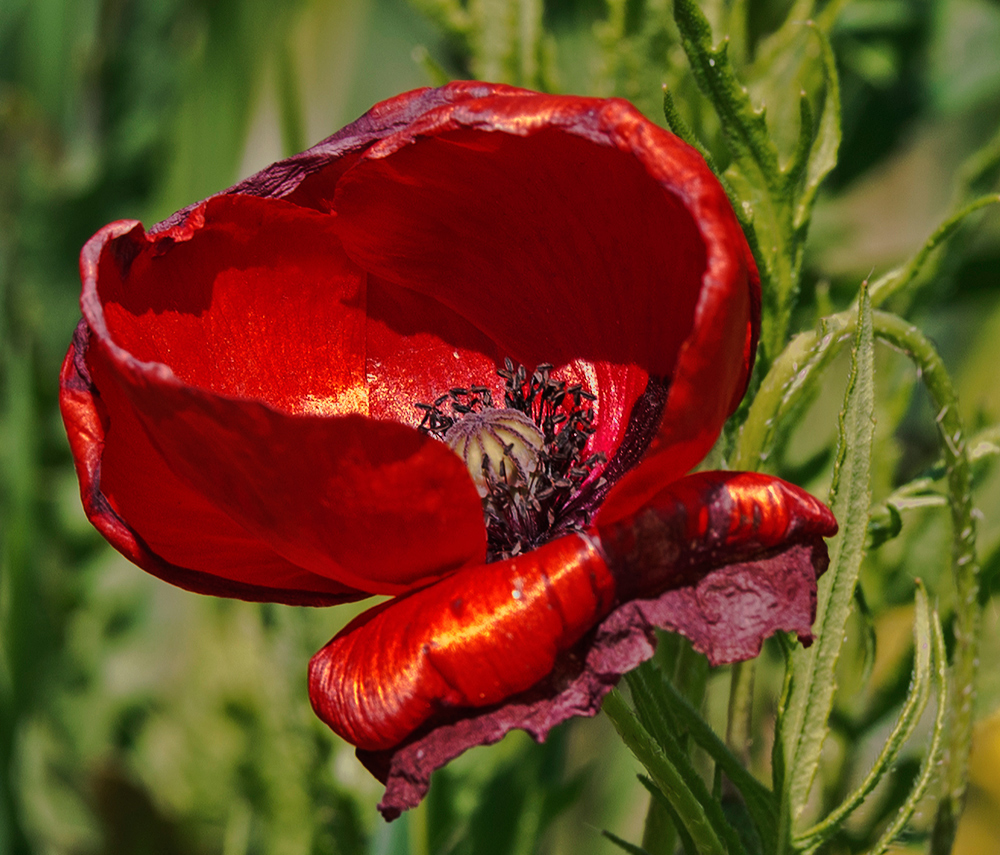 Die Blüte sah von Weitem aus wie eine Tulpe, aber es ist doch Mohn