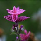 Die Blüte sitzt unter der Spitze.....