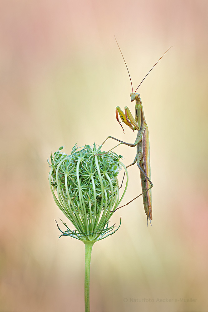 Die Blüte und das Biest