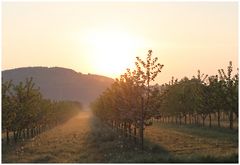 Die Blüte und das Licht...