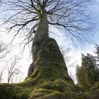 die Blüte und der Gigant...