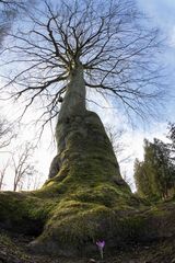 die Blüte und der Gigant...