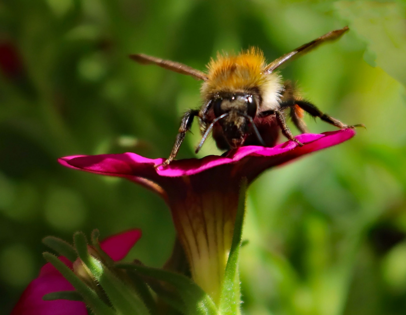 Die Blüte und ihr Besucher