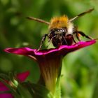 Die Blüte und ihr Besucher