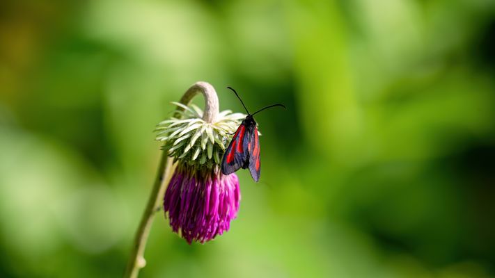 Die Blüte verneigt sich