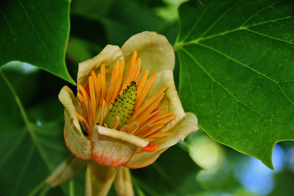 die Blüte vom Tulpenbaum