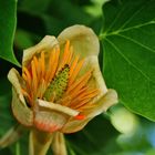 die Blüte vom Tulpenbaum