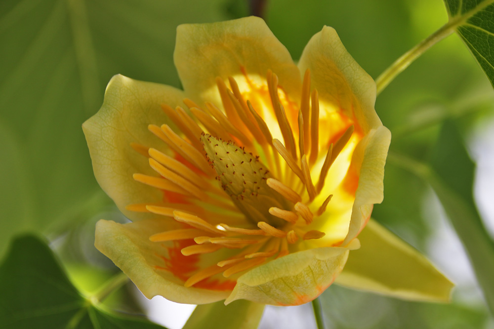 die Blüte vom Tulpenbaum