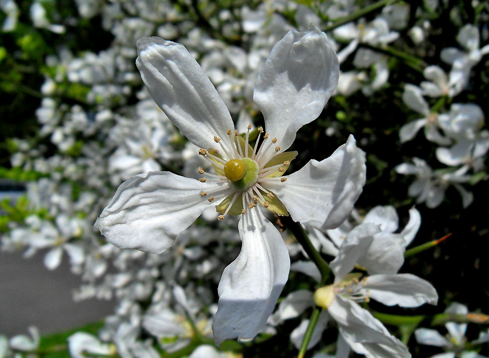 Die Blüte von Bitter-Orangen